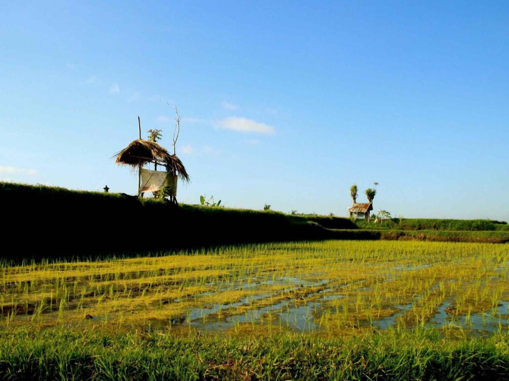 Omah Apik Hotel Ubud  Luaran gambar
